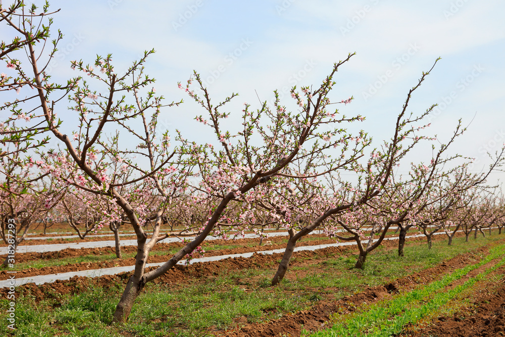 Peach blossoms are in the blue sky