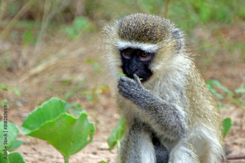Vervet monkey, Ziwa Rhino Sanctuary, Uganda Vervet monkey, Ziwa Rhino Sanctuary, Uganda