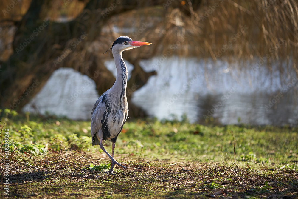 Naklejka premium Close up Picture of big wading bird grey heron, Ardea cinerea sitting on swampy meadow on the bank of river and searching for some quarry like frogs or mouse. Herons are members of the family Ardeidae