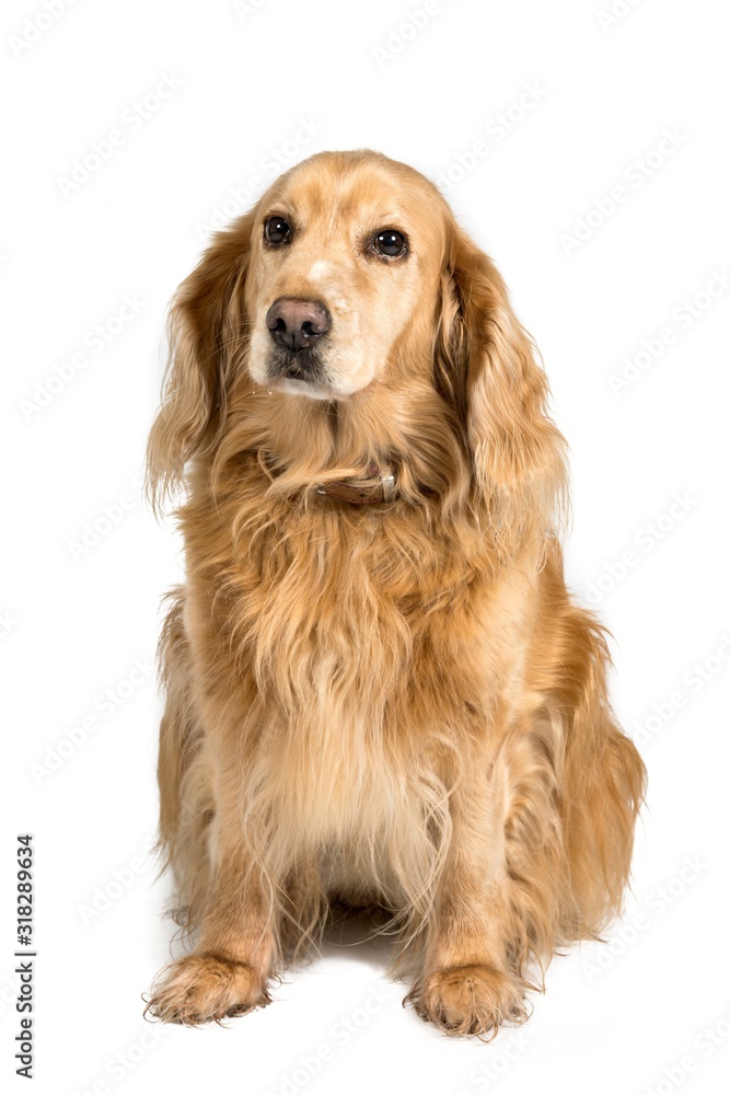 red english cockerspaniel dog isolated on white background