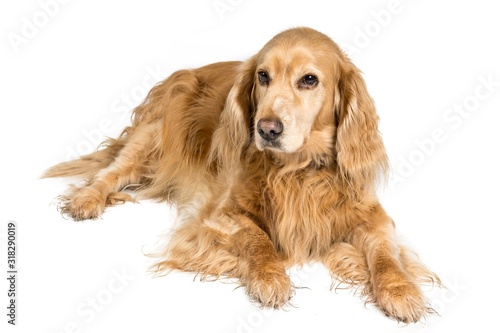 red english cockerspaniel dog isolated on white background