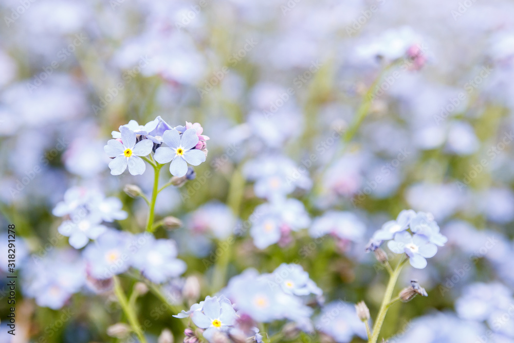 Background with many light blue flowers. Bluish bloom with unfocused background.