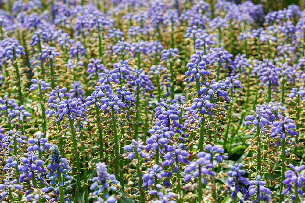 Naklejka premium Background of blue and green flowers on a sunny spring day.