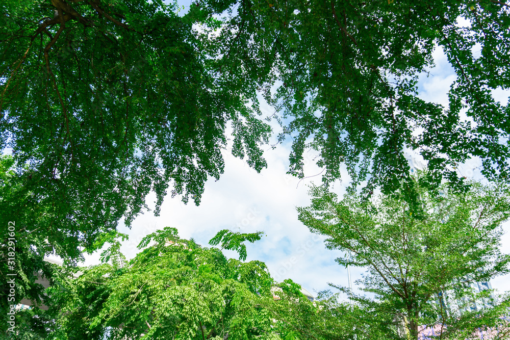 Obraz premium summer forest bottom view