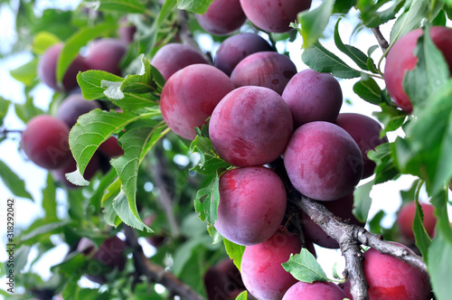 Konstfotografi close-up of ripe plums on a tree branch in the orchard