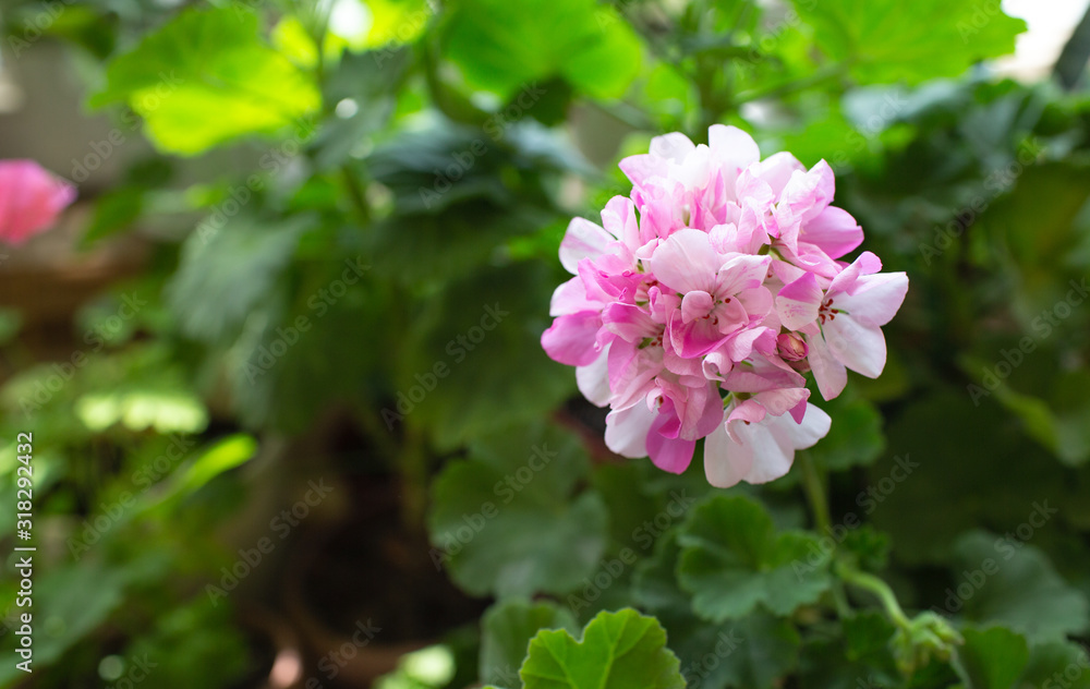 Pink bicolor pink and white geraniums in the home garden Pink bicolor pink and white geraniums in the home garden