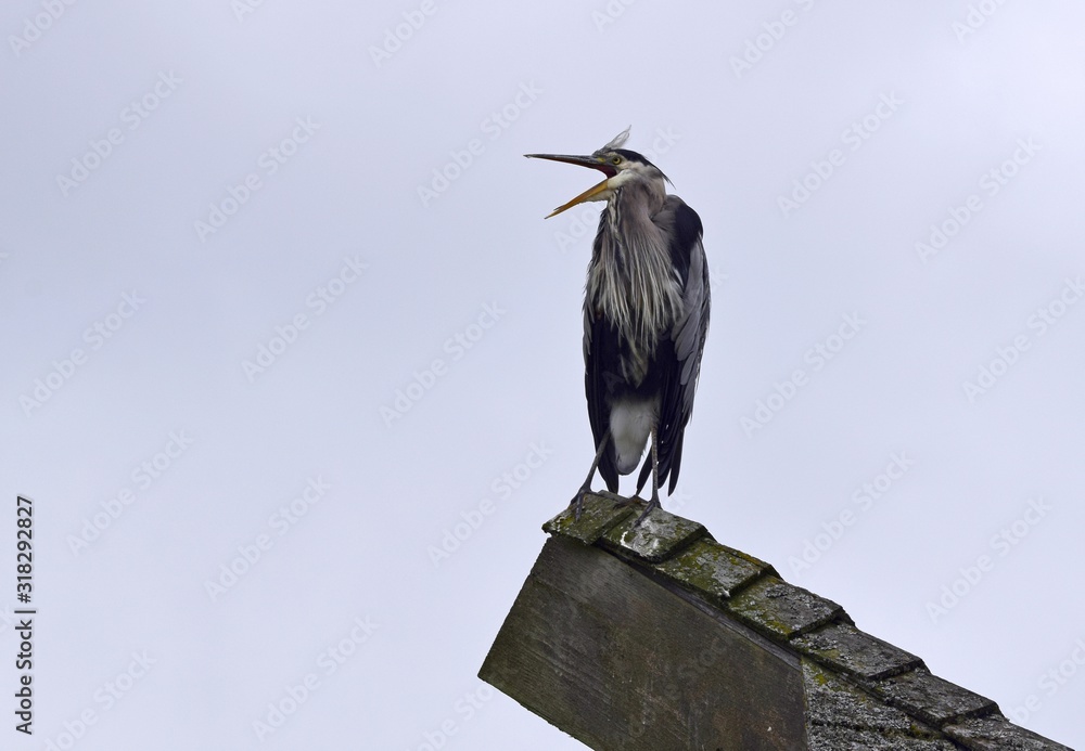 Fototapeta premium Great blue heron on to of a wooden structure, standing with wide open beak, sky in the background
