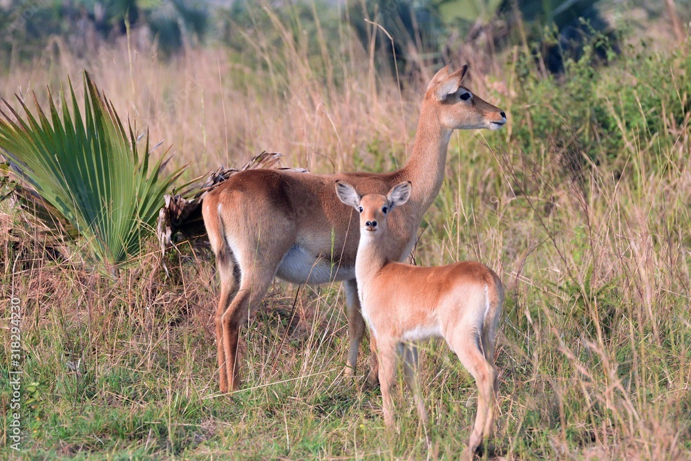 Uganda kobs, Murchison Falls National Park, Uganda Uganda kobs, Murchison Falls National Park, Uganda