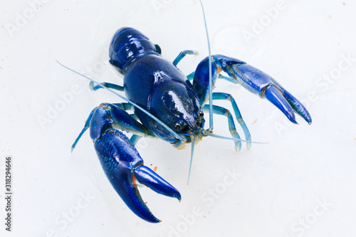 Shrimp yabbie crayfish (Cherax destructor) photo