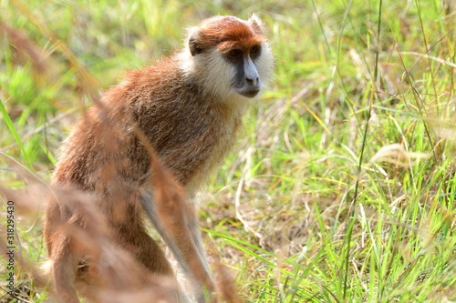 Patas monkey, Murchison Falls National Park, Uganda