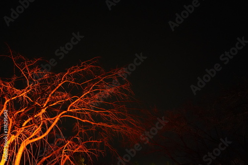 夜の木