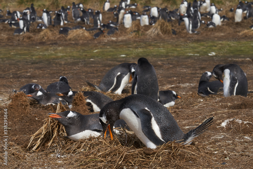 Gentoo Penguins (Pygoscelis papua) nesting on Sea Lion Island in the Falkland Islands. - obrazy, fototapety, plakaty 