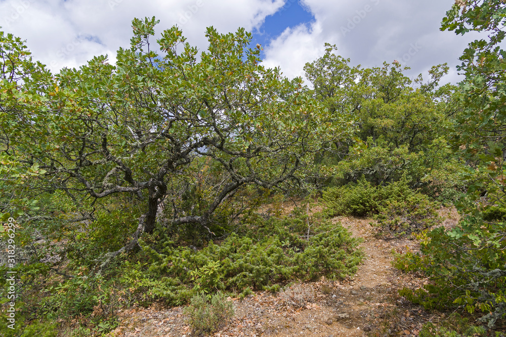 Forest in the Crimean mountains.