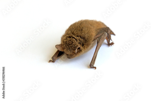 Bats on a white background