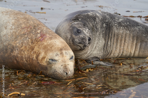 Female Southern Elephant Seal (Mirounga leonina) with her pup lying on a beach on Sea Lion Island in the Falkland Islands.