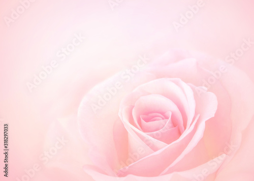 Pink Rose flower with blurred sofe pastel color background for love wedding and valentines day