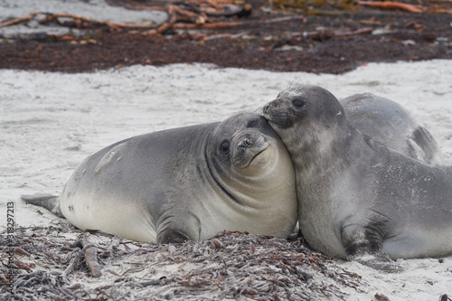 Southern Elephant Seal pups (Mirounga leonina) on the coast of Sea Lion Island in the Falkland Islands.