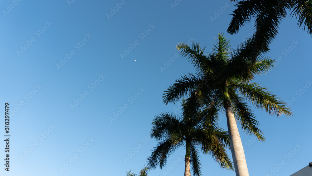 Fototapeta premium Blue moon palm trees
