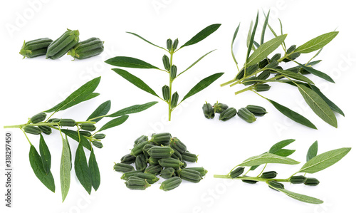 Fényképezés fresh sesame pods isolated on white background
