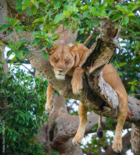 Tree Climbing Lion. Free wild lion is resting and sleeping while lying on a big tree in the Ishasha sector of the Queen Elizabeth National Park, Uganda