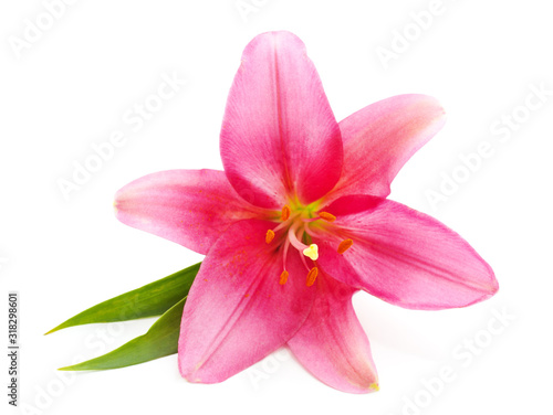 Beautiful pink lily.