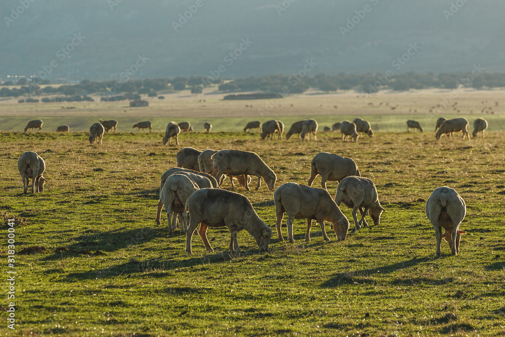 Fototapeta premium Sheep grazing in a green meadow. Extremadura, Spain