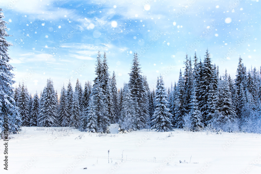 Spruce forest in winter. Falling snow in the winter forest Spruce forest in winter. Falling snow in the winter forest