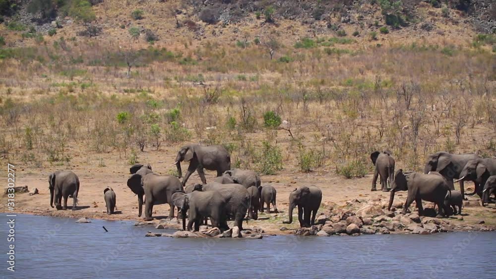 African bush elephant in Kruger National park, South Africa African bush elephant in Kruger National park, South Africa