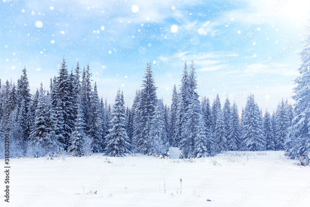 Winter forest sunset. Spruce forest in winter. Falling snow in the winter forest Winter forest sunset. Spruce forest in winter. Falling snow in the winter forest