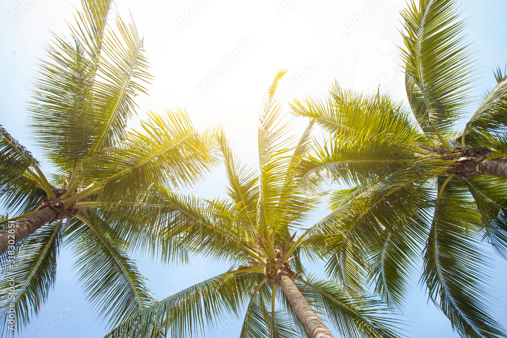 Fototapeta premium tropical palm leaf background, coconut palm trees perspective view