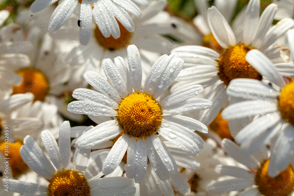 Obraz premium Beautiful large wild daisies with water drops