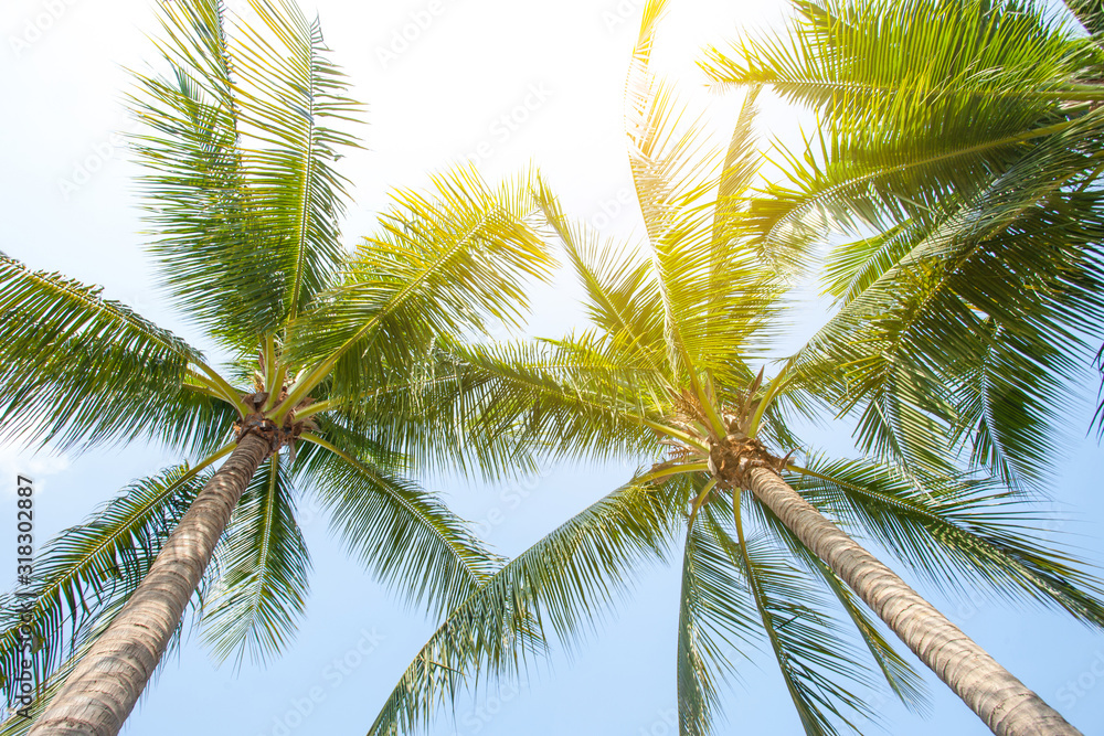 tropical palm leaf background, coconut palm trees perspective view tropical palm leaf background, coconut palm trees perspective view