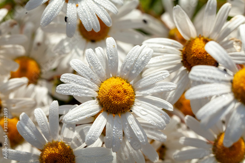 Beautiful large wild daisies with water drops