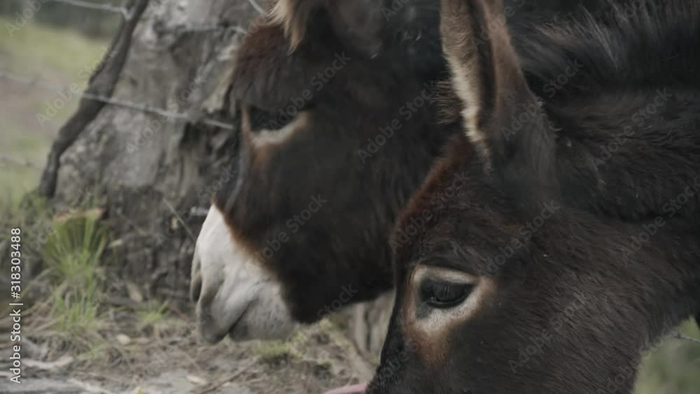 Burros lamiendo el suelo