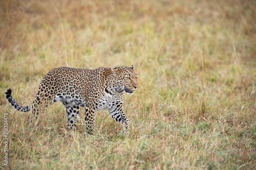 Beautiful leopard in the wild