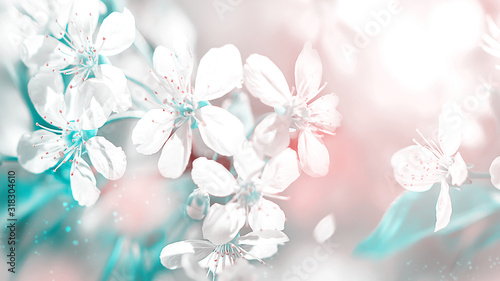 Delicate white cherry flowers. Beautiful fantastic spring background. Selective focus.