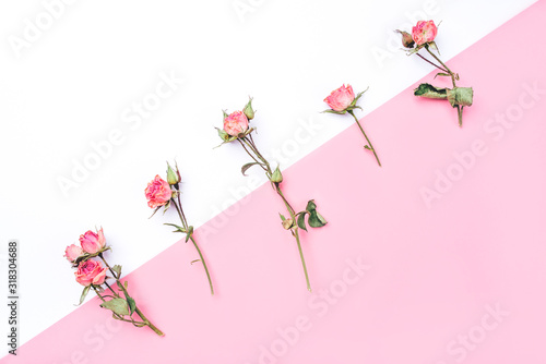Dried rose flowers on white and pink background. Flat lay, top view. Copy space for text.