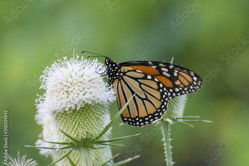 Butterfly 2019-203 / Monarch butterfly (Danaus plexippus) 