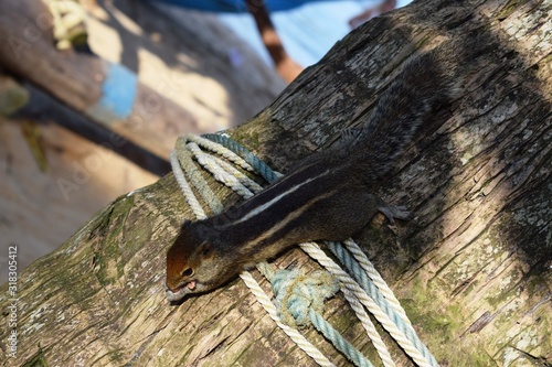 Indian palm squirrel or three-striped palm squirrel  is a species of rodent in the family Sciuridae found naturally in India (south of the Vindhyas) and Sri Lanka.  photo