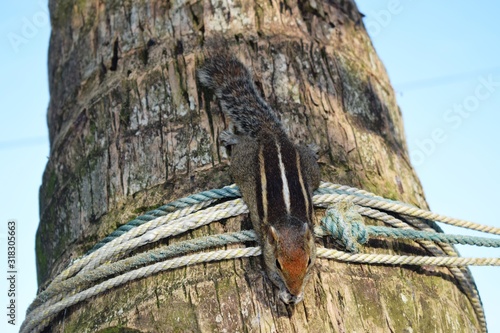 Indian palm squirrel or three-striped palm squirrel  is a species of rodent in the family Sciuridae found naturally in India (south of the Vindhyas) and Sri Lanka.  photo