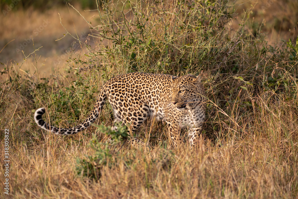 Fototapeta premium Beautiful leopard in the wild