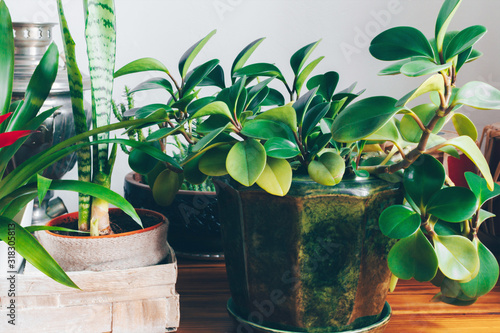 Home decoration with houseplants in pots.