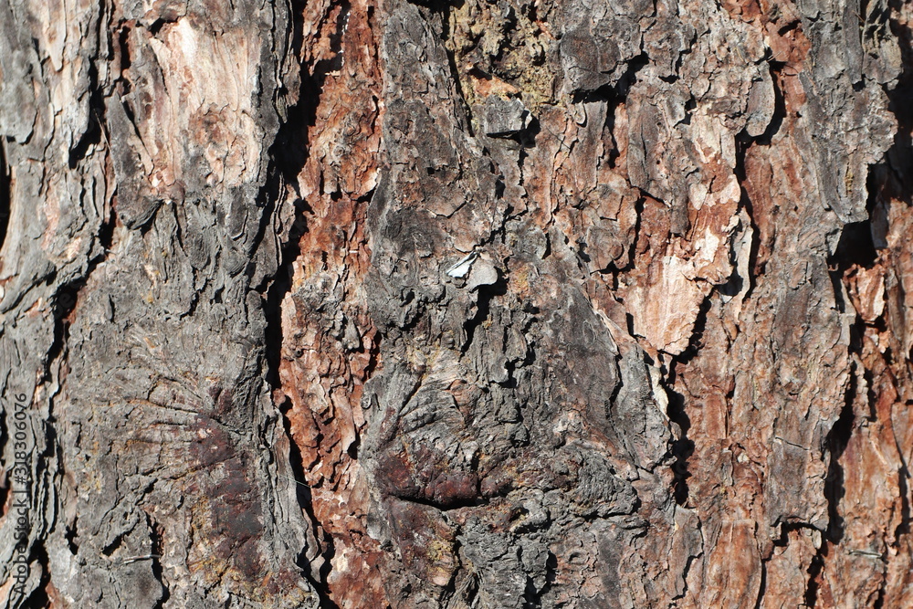 Texture for background of pine bark in brown tones. Wood tree for decoration and design Texture for background of pine bark in brown tones. Wood tree for decoration and design
