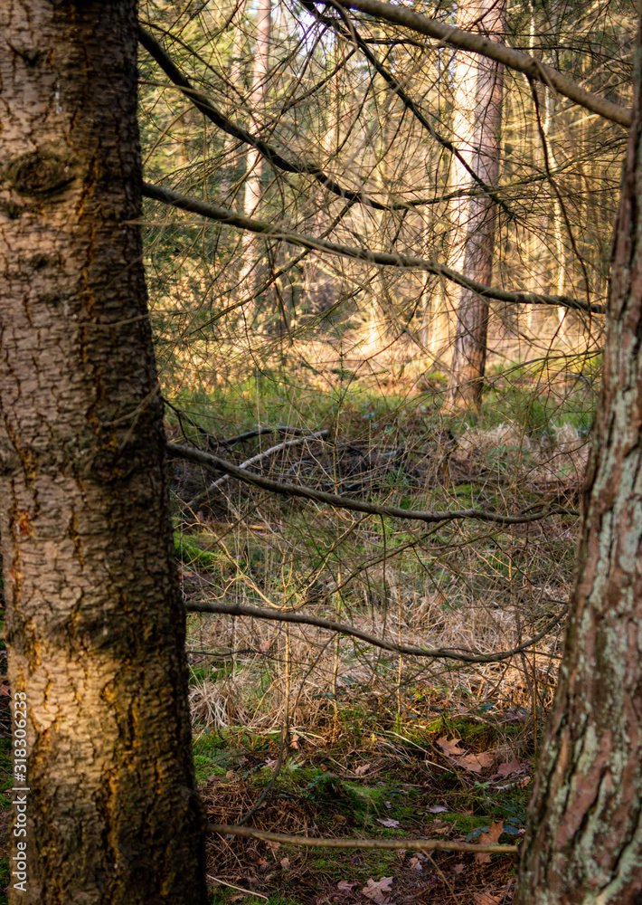 Dutch woodland in winter sun Dutch woodland in winter sun