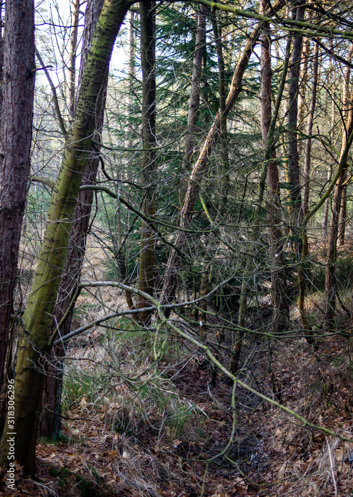 Dutch woodland in winter sun