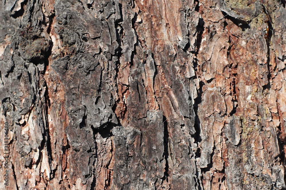 Texture for background of pine bark in brown tones. Wood tree for decoration and design Texture for background of pine bark in brown tones. Wood tree for decoration and design