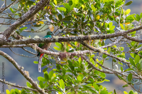 Resplendent Quetzal perched in a tree, San Gerardo de Dota, Costa Rica.