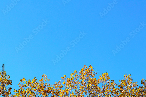 Autumn greeting card with blue background and yellow autumn branches. Copispeses for the inscription. Vibrant fall yellow golden tree foliage on bright blue sky background