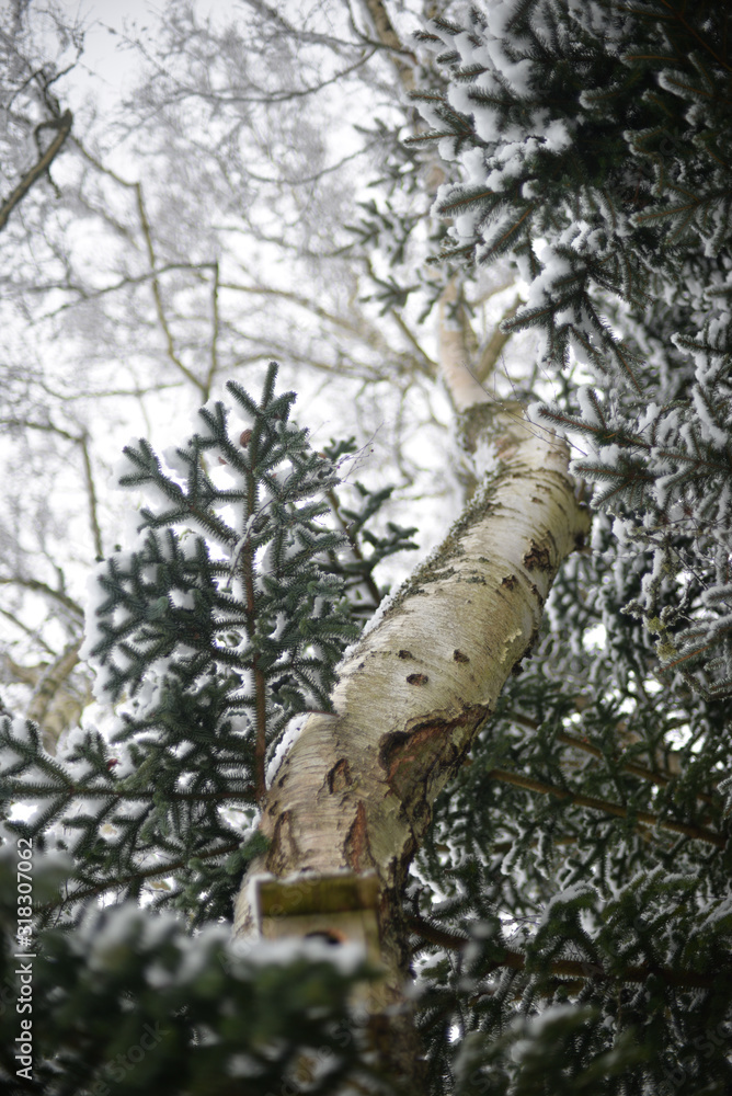 Fototapeta premium tree in forest