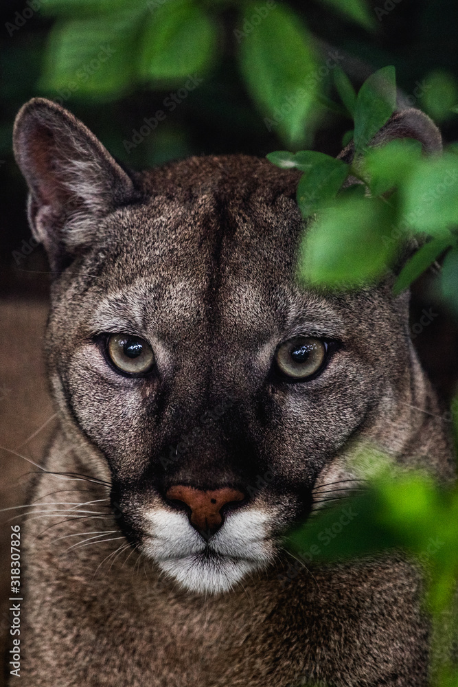 Portrait of Beautiful Puma in wildlife. Cougar, mountain lion, puma,  panther. Stock Photo | Adobe Stock